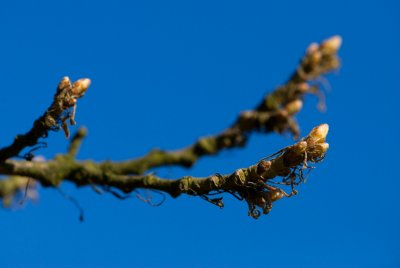 Quercus cerris 'Arenteovariegata' - dub cer, rakouský - pupen
